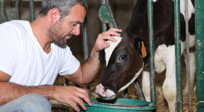 SPC as milk substitute for calves